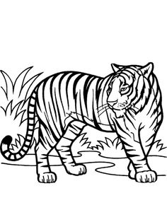 a black and white drawing of a tiger