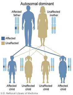 the diagram shows different types of blood type in humans and their respective body parts, including two