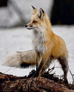 a red fox standing on top of a pile of branches