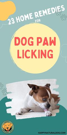 There are many reasons your dog might be licking their paws. These natural remedies can help! Dog Cone Alternative, Pet Remedies, Dog Cone, Dog Booties, Dog Remedies, Paw Balm, Dog Itching