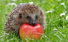 a hedgehog eating an apple in the grass