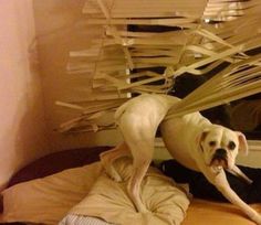 a white dog standing on top of a bed covered in sheets and paper streamers