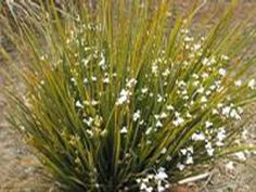 small white flowers growing out of the ground