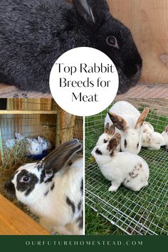 rabbits in their cages with the words top rabbit breeds for meat on them and an image of