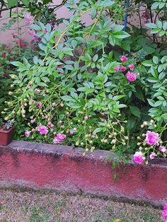 pink flowers are growing in the corner of a brick planter next to a sidewalk