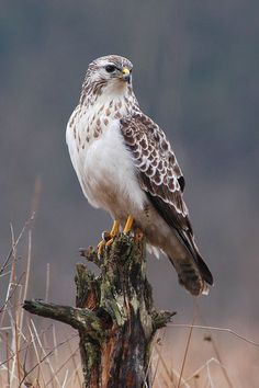 a brown and white bird sitting on top of a tree stump