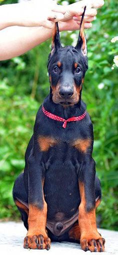 a black and brown dog sitting on top of a cement slab next to a person's hand