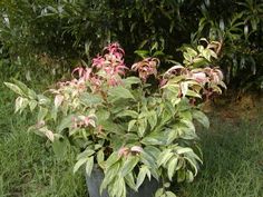 a potted plant with pink flowers in the grass