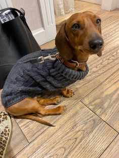 a dachshund wearing a sweater sitting on the floor next to a pair of shoes