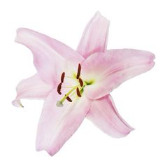 a pink flower that is blooming on a white background