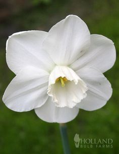 a single white flower with a red ribbon around it's corner and the words new on top