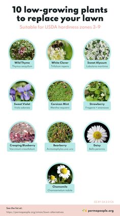 the top ten flowering plants to replace your lawn in spring and summer, including wildflowers