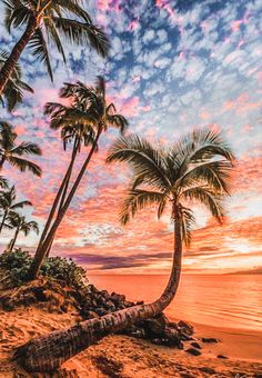 palm trees on the beach at sunset