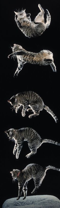 an image of cats jumping in the air