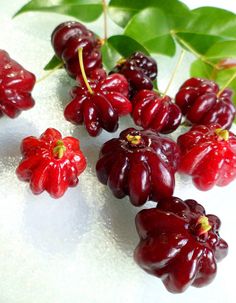 some very pretty red berries with green leaves