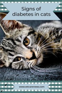 Cat Veterinary, Cat Remedies, Cat Diseases, Cat Health Problems, Cat Illnesses, Cat Corner, Vet Medicine