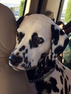 a dalmatian dog with black spots sitting in the back seat of a car