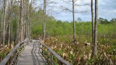 a wooden walkway in the middle of a swampy area