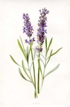 three purple flowers with green stems on a white background