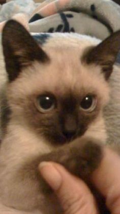 a siamese cat is being held by someone's hand while they are looking at the camera