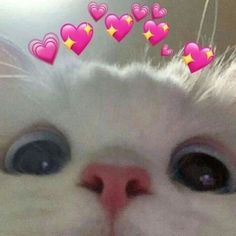 a close up of a cat's face with hearts above it and the caption that says, i love you