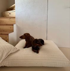 two dachshunds sitting on a bed in a room with white walls and stairs