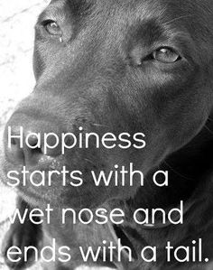 a black dog with the words happiness starts with a wet nose and ends with a tail