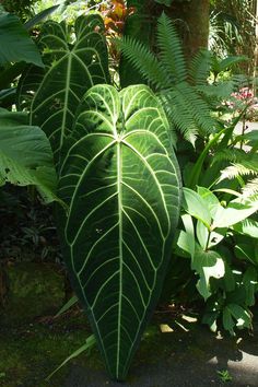 a large green leaf in the middle of some plants