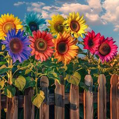 the sunflowers are blooming on the wooden fence