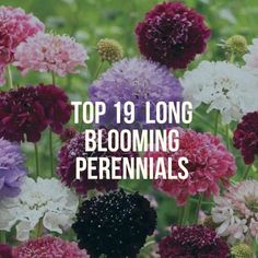 flowers with the words top 19 long blooming perennials