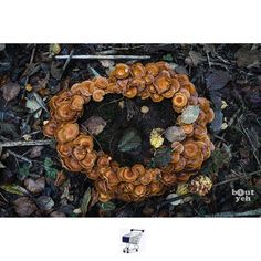 mushrooms growing on the ground in front of a camera