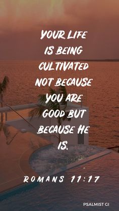 a quote on the beach with palm trees and water in the background, that reads your life is being culttived not because you are good but because he is romans 11 17