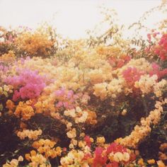 many different colored flowers growing on the side of a building with trees in the background