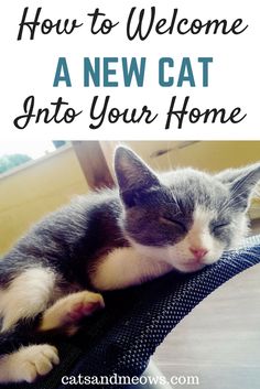 a cat sleeping on top of a chair with the words how to welcome a new cat into your home