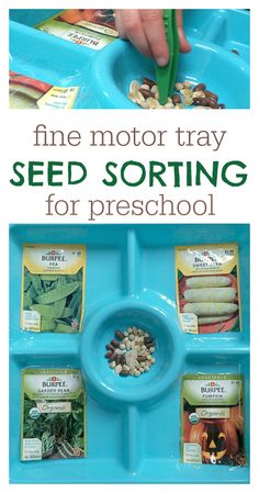 seed sorting tray for preschool with text overlay reading fine motor tray seed sorting for preschool