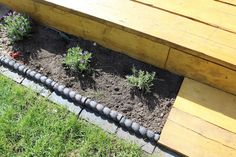 some plants are growing out of the ground in front of a wooden bench and grass