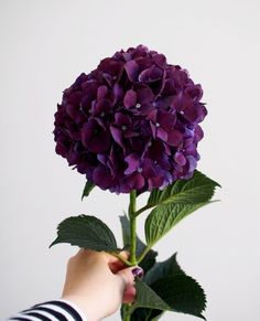 a person holding a purple flower in their hand