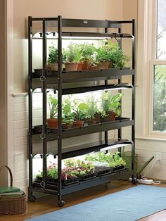 a shelf filled with lots of plants on top of a hard wood floor next to a window