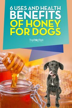 a dog is sitting in front of honey jars with the caption, uses and health benefits of honey for dogs