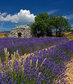 a field full of purple flowers next to a stone building