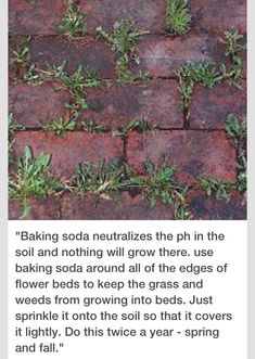 an image of a brick walkway with grass growing on it and the caption below