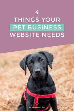 a black dog wearing a red harness with the words 4 things your pet business website needs