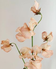 an arrangement of pink flowers in a vase on a table with a white wall behind it