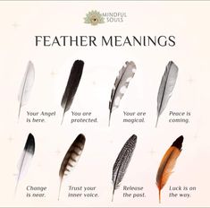 Feather Color Meaning, Feather Magic, Finding Feathers, Feather Meaning, Animal Spirit Guides, Witch Spirituality, Magic Spell Book, Wiccan Spell Book, Witchcraft Spell Books