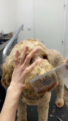 a person combing a dog's hair with scissors