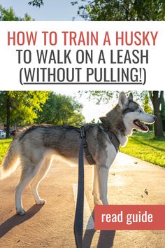 How to train a husky to walk on a leash without pulling Husky Training Tips, Husky Tips, Husky Care, Husky Puppy Training, Husky Training, Siberian Husky Training, Husky Owner, Husky Mom