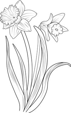 Bouquet of daffodil flower simplicity hand drawn pencil sketch coloring page and book for adults isolated on white background floral element illustration ink art. Dafodill Flowers Drawing, Daffodils Drawing, Sketching Flowers, Pencil Flowers, Daffodil Color, Floral Stencils, White Background Floral, Butter Cakes, Line Art Flowers