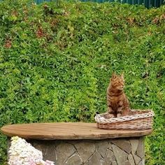 a cat sitting on top of a wooden bench in front of some bushes and flowers