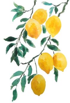 watercolor painting of lemons on a branch with leaves