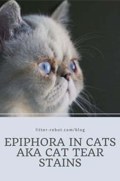 a white cat with blue eyes staring at something in the distance that says epiphora in cats aka cat tear stains